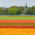 Bollenvelden_voorjaar_omgeving_Noordwijkerhout_7